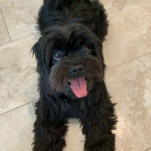 Meet your Posher, Ava